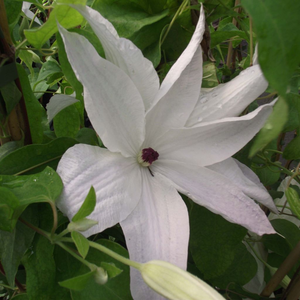 Clématite - Clematis Beautiful Bride