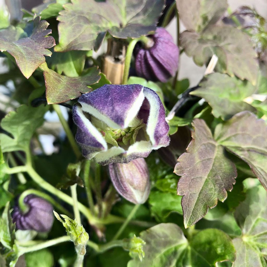 Clématite - Clematis Blue Eclipse