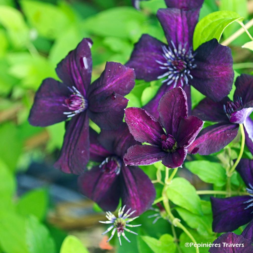 Clematis viticella Dark Eyes - Waldrebe