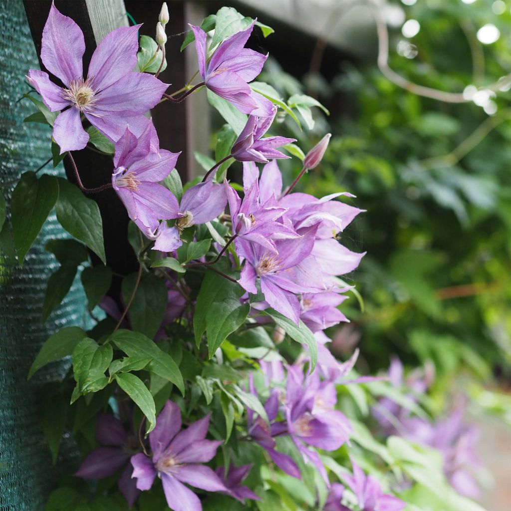 Waldrebe Dorothy Walton - Clematis