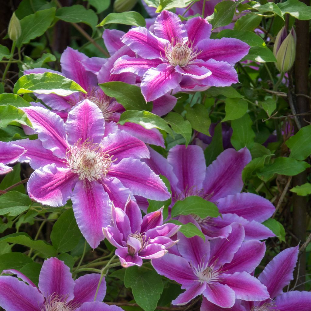 Waldrebe Docteur Ruppel - Clematis