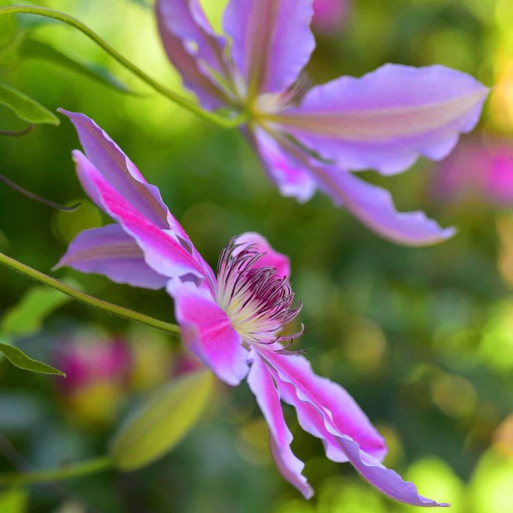 Waldrebe Docteur Ruppel - Clematis