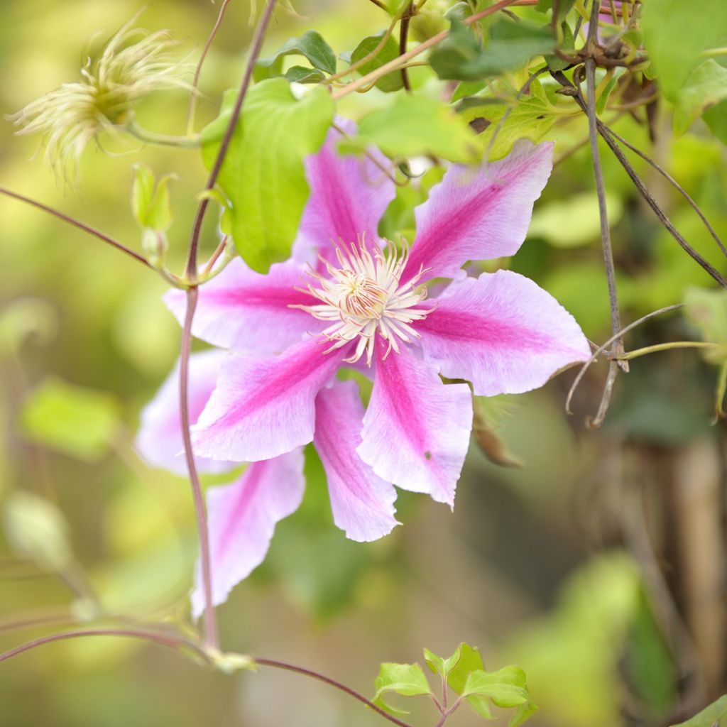 Waldrebe Docteur Ruppel - Clematis