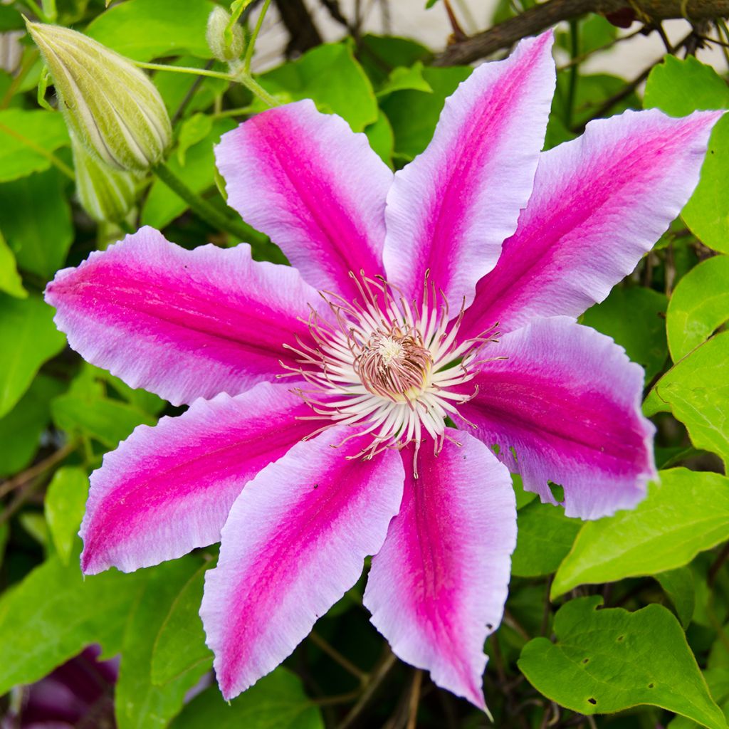 Waldrebe Docteur Ruppel - Clematis