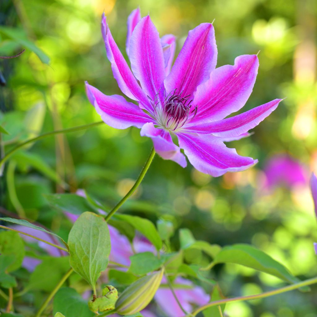 Waldrebe Docteur Ruppel - Clematis