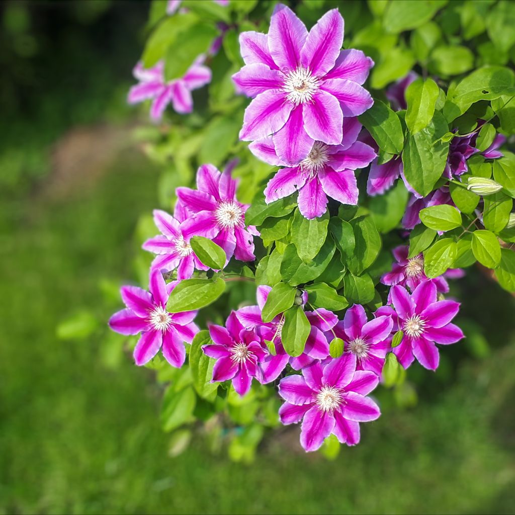 Waldrebe Docteur Ruppel - Clematis