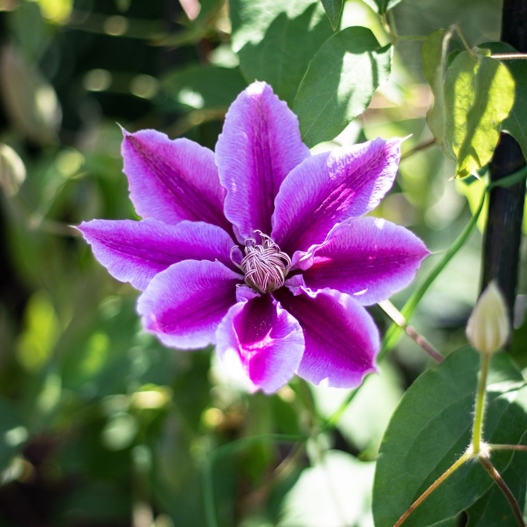 Waldrebe Docteur Ruppel - Clematis