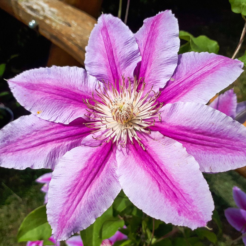 Waldrebe Docteur Ruppel - Clematis