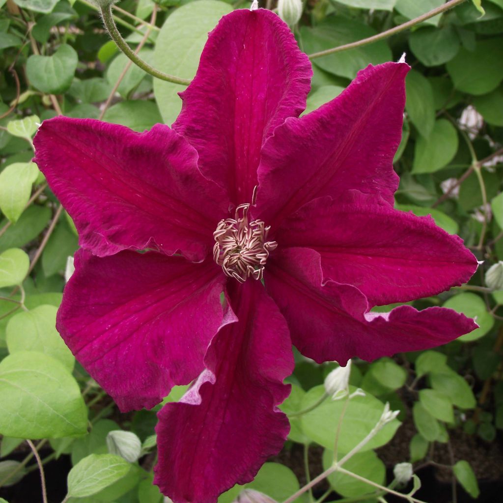 Clematis viticella Ernest Marckham - Waldrebe