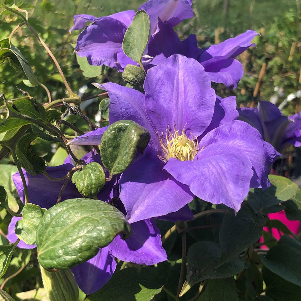 Clématite - Clematis H. F. Young