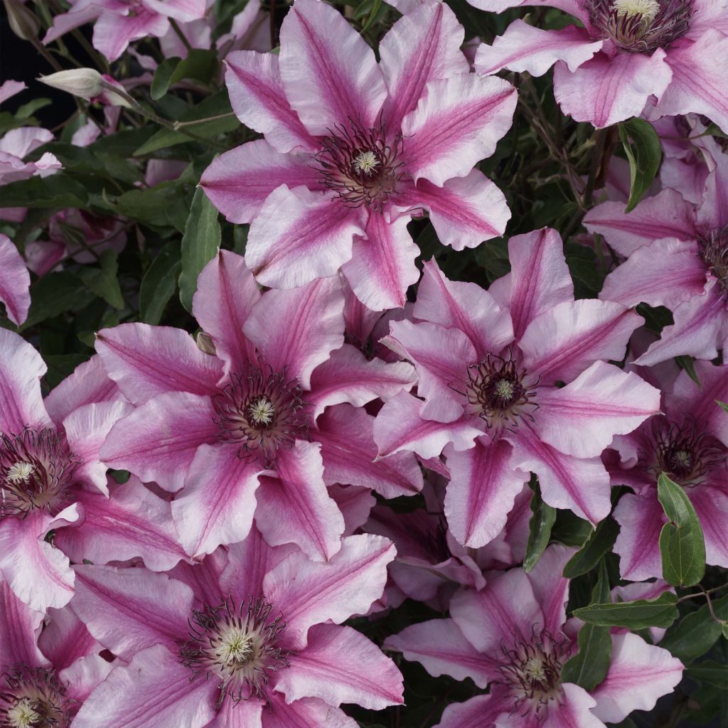 Waldrebe Isabella - Clematis