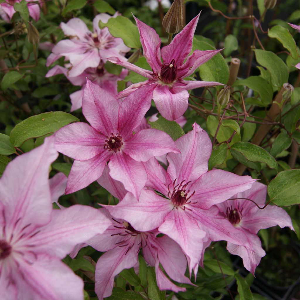 Waldrebe Isabella - Clematis