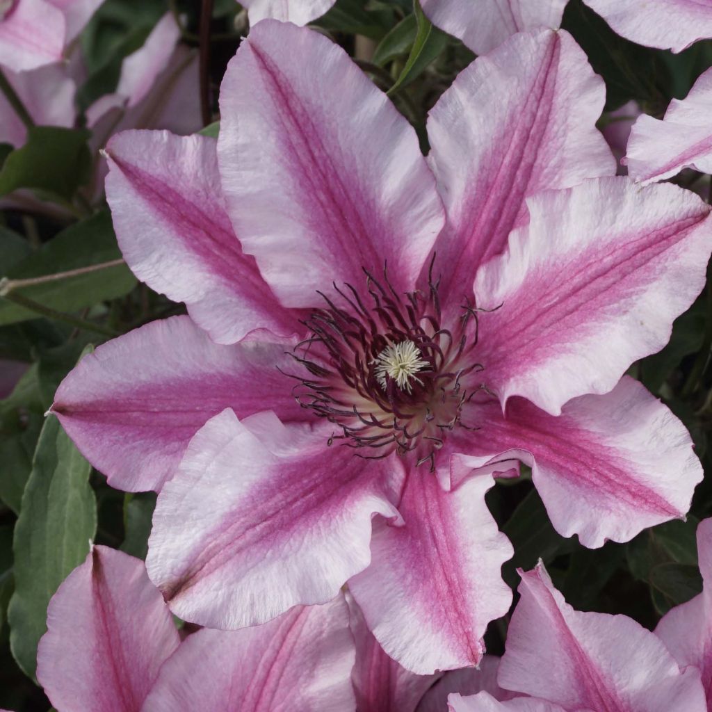 Waldrebe Isabella - Clematis