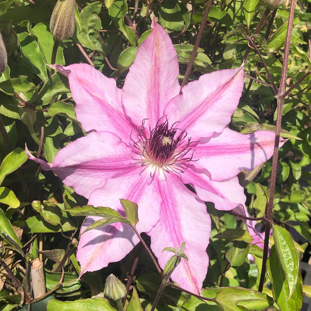 Waldrebe Isabella - Clematis