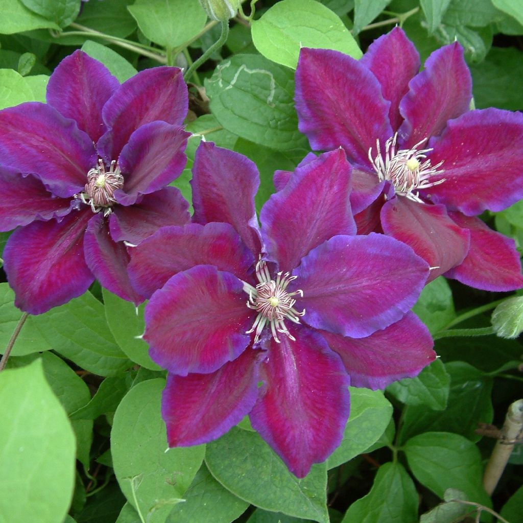 Waldrebe Julka - Clematis