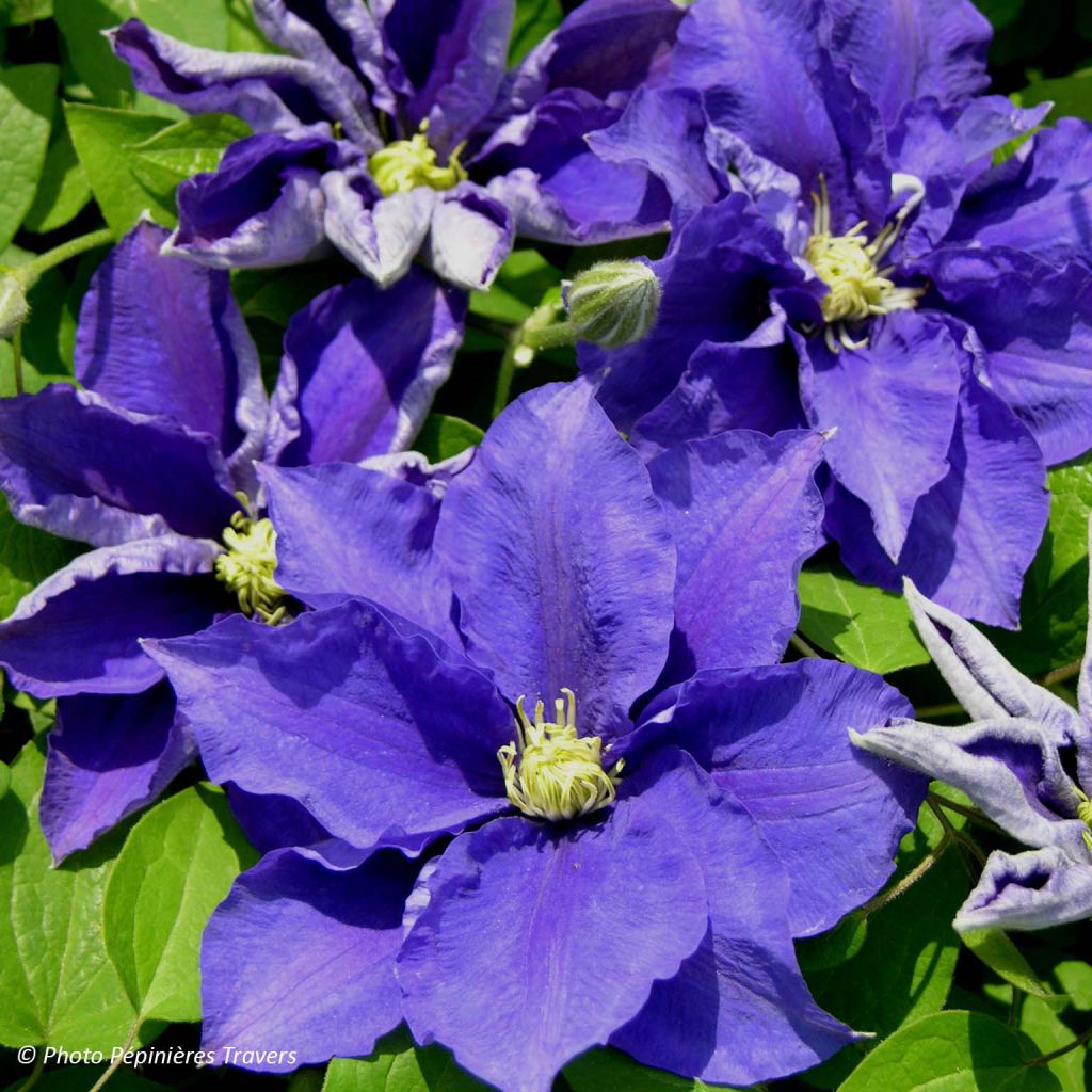 Clématite - Clematis Kingfisher