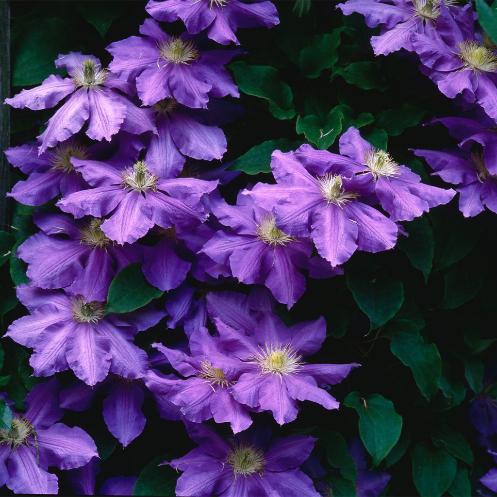 Waldrebe Lasurstern - Clematis