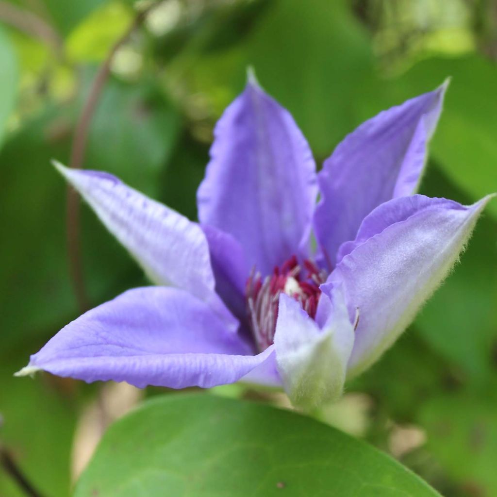 Waldrebe Lawsoniana - Clematis