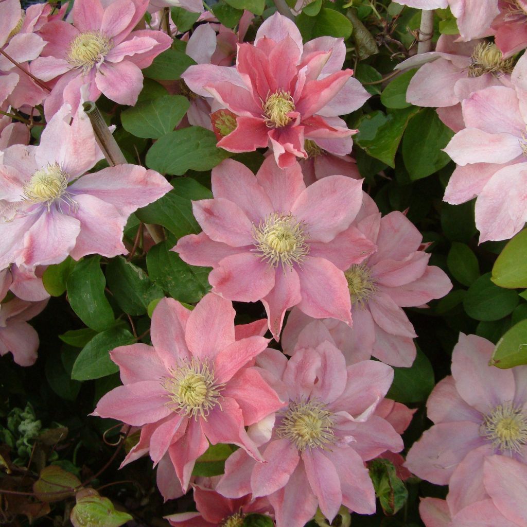 Waldrebe Little Mermaid - Clematis