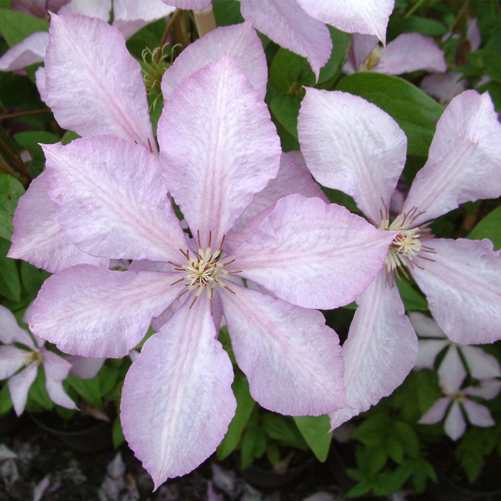 Waldrebe Margaret Hunt - Clematis