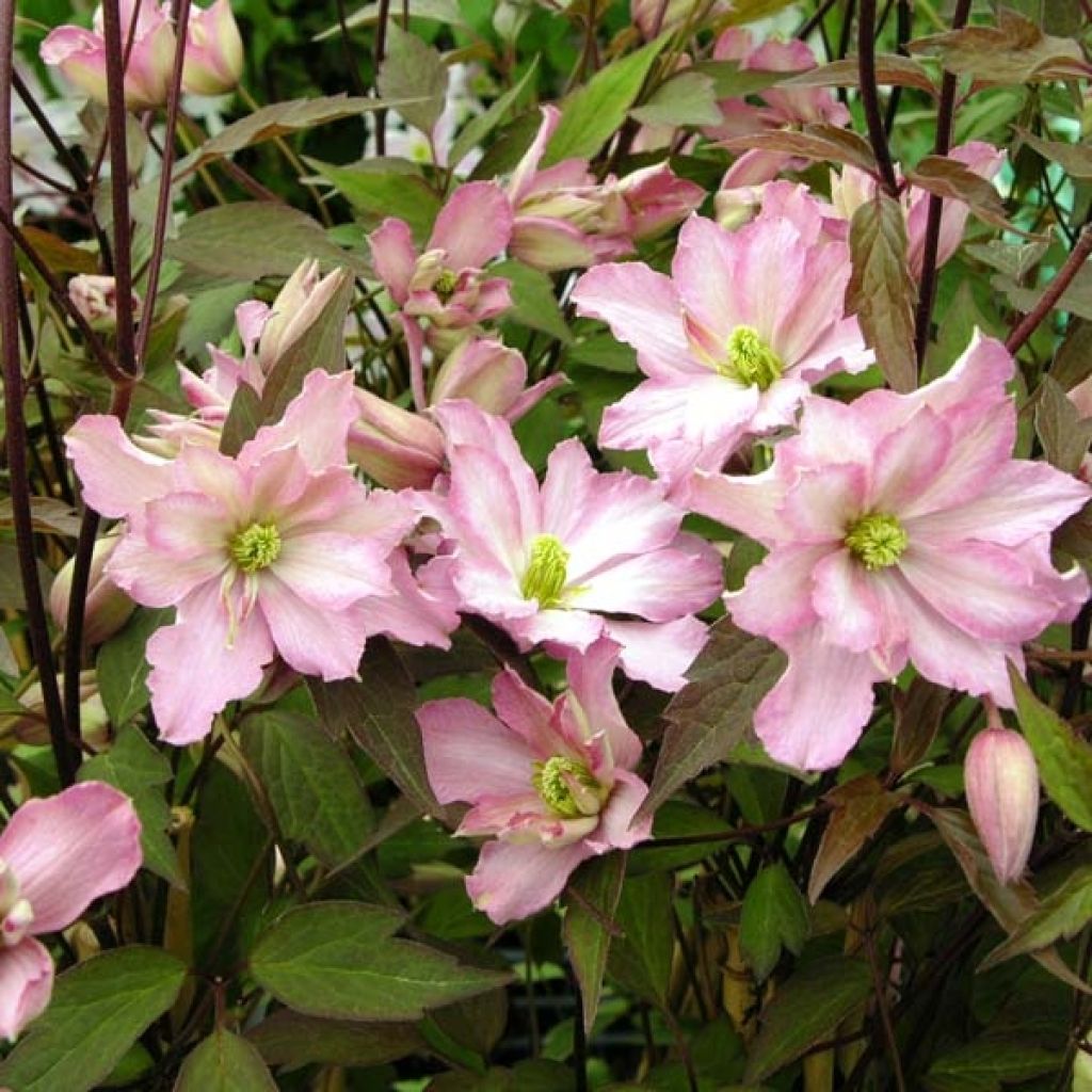 Clematis montana Rosebud - Berg-Waldrebe