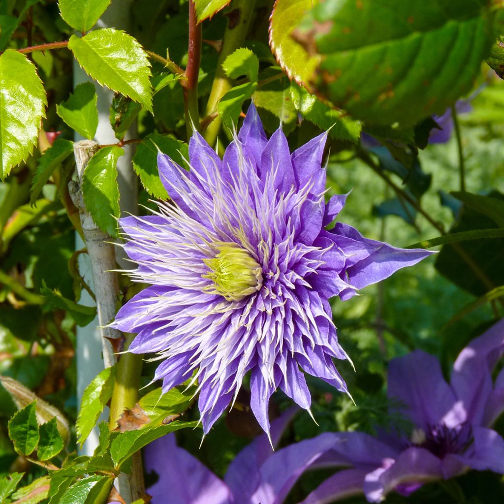 Waldrebe Multi Blue - Clematis