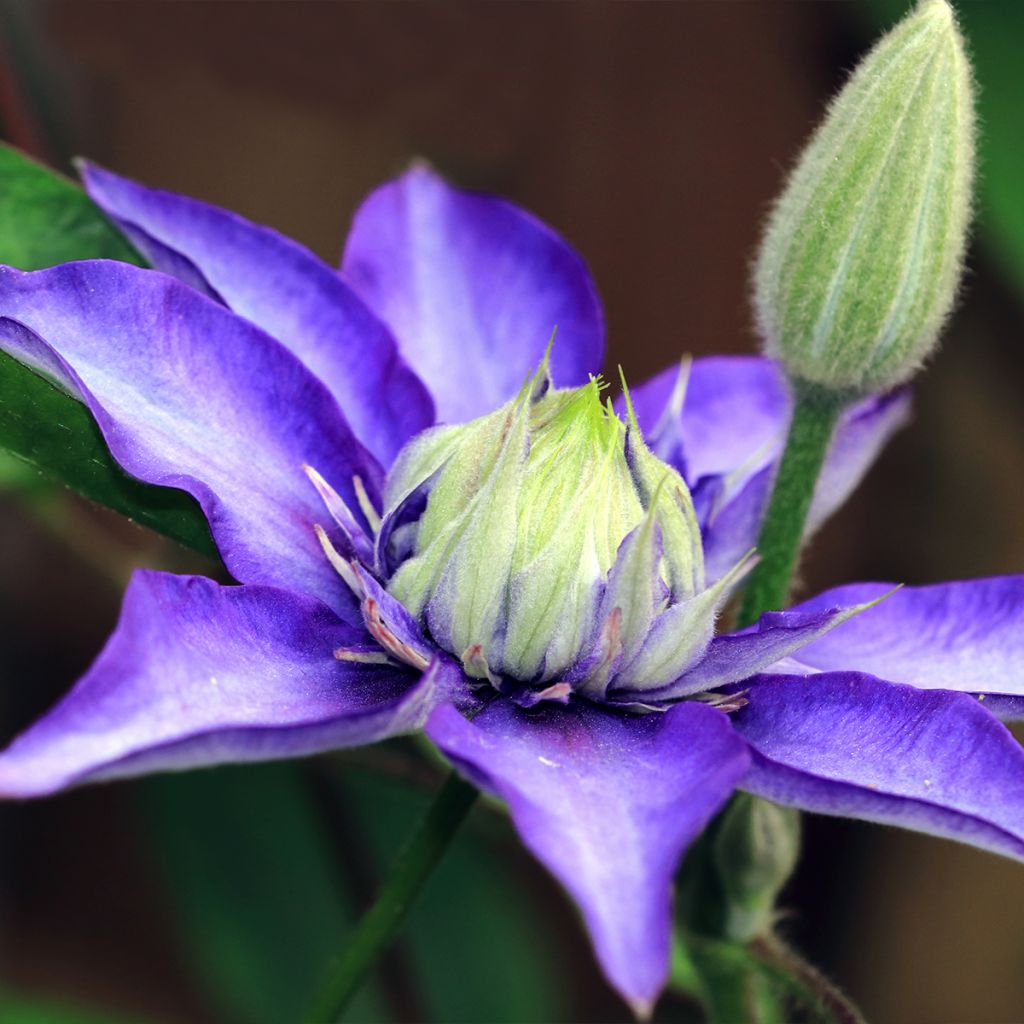 Waldrebe Multi Blue - Clematis