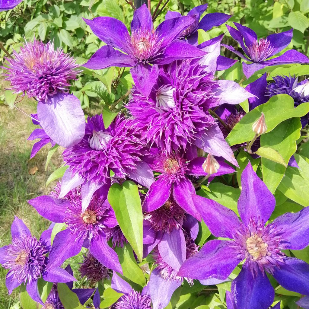 Waldrebe Multi Blue - Clematis