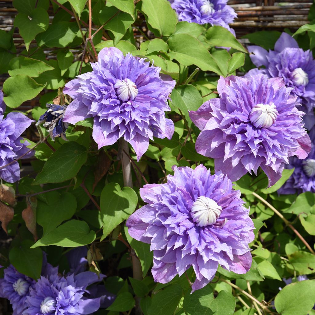 Waldrebe Multi Blue - Clematis