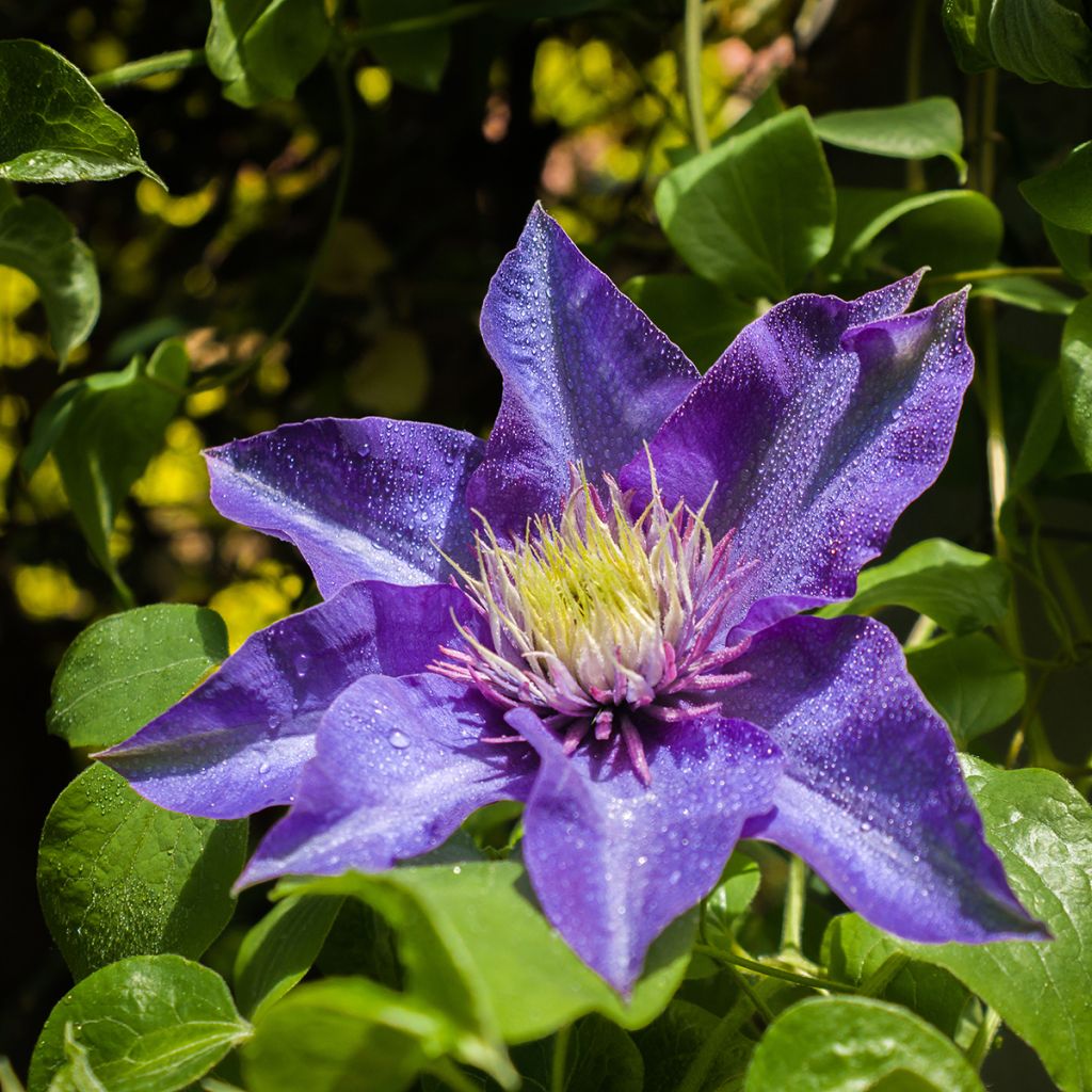 Waldrebe Multi Blue - Clematis