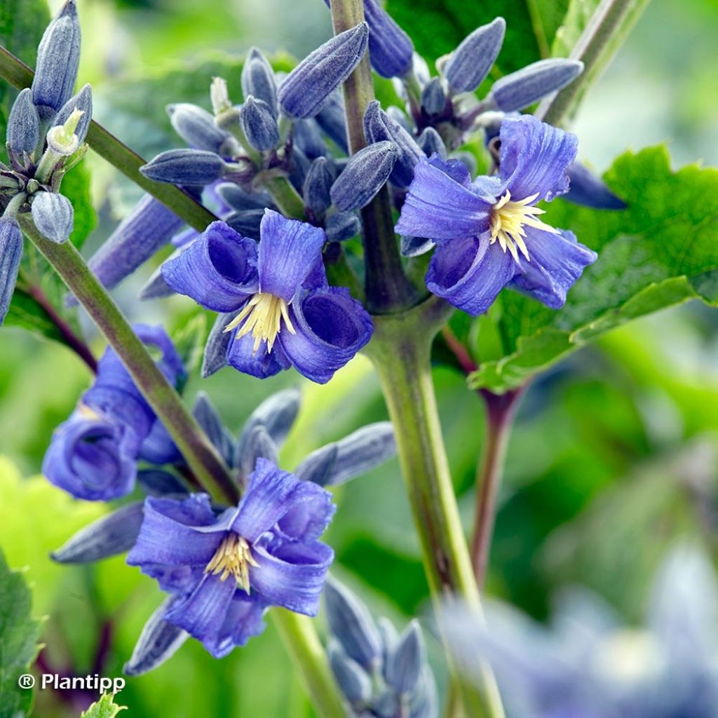 Waldrebe New Love - Clematis