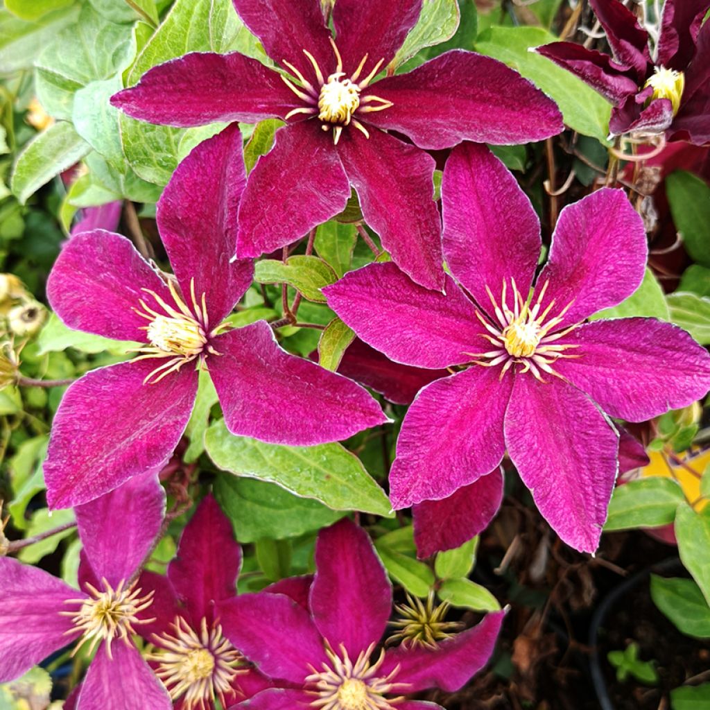 Waldrebe Niobe - Clematis