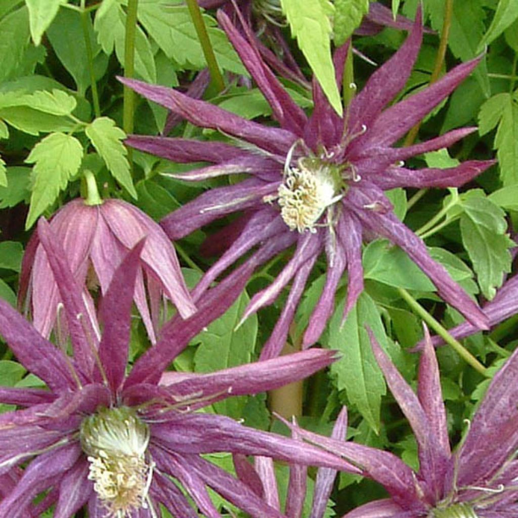 Waldrebe Octopus - Clematis