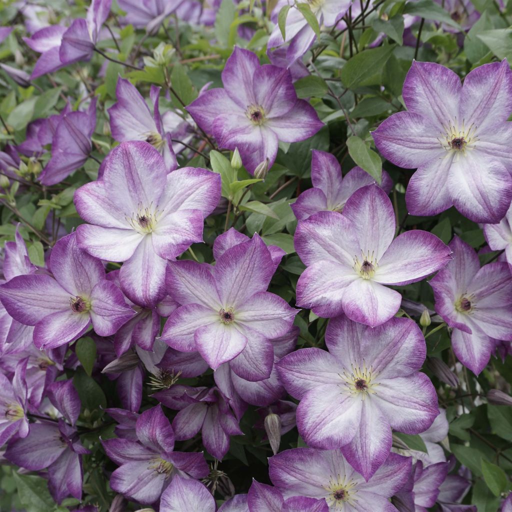 Waldrebe Pernille - Clematis