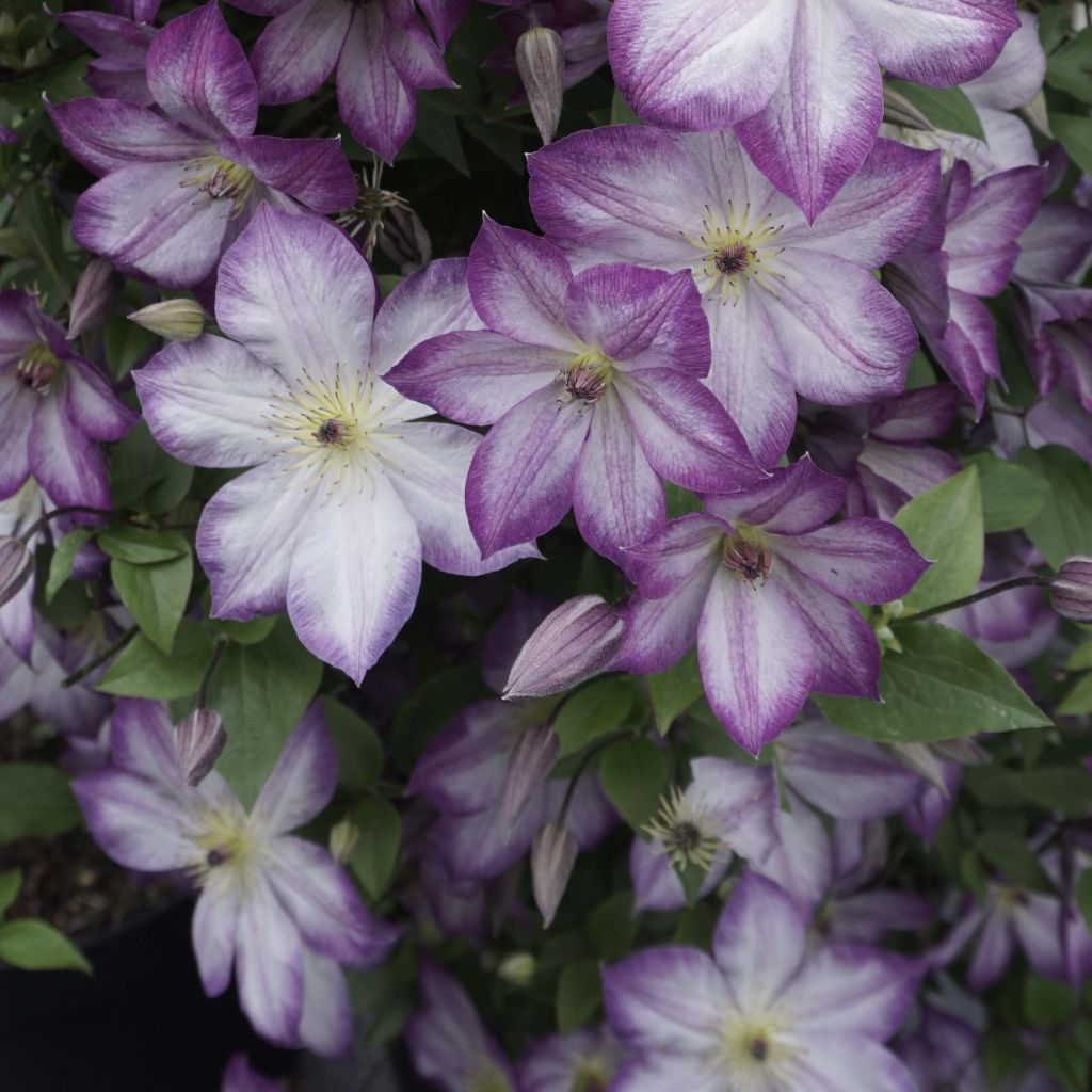 Waldrebe Pernille - Clematis