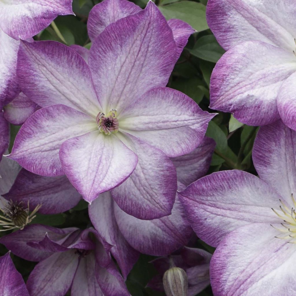 Waldrebe Pernille - Clematis