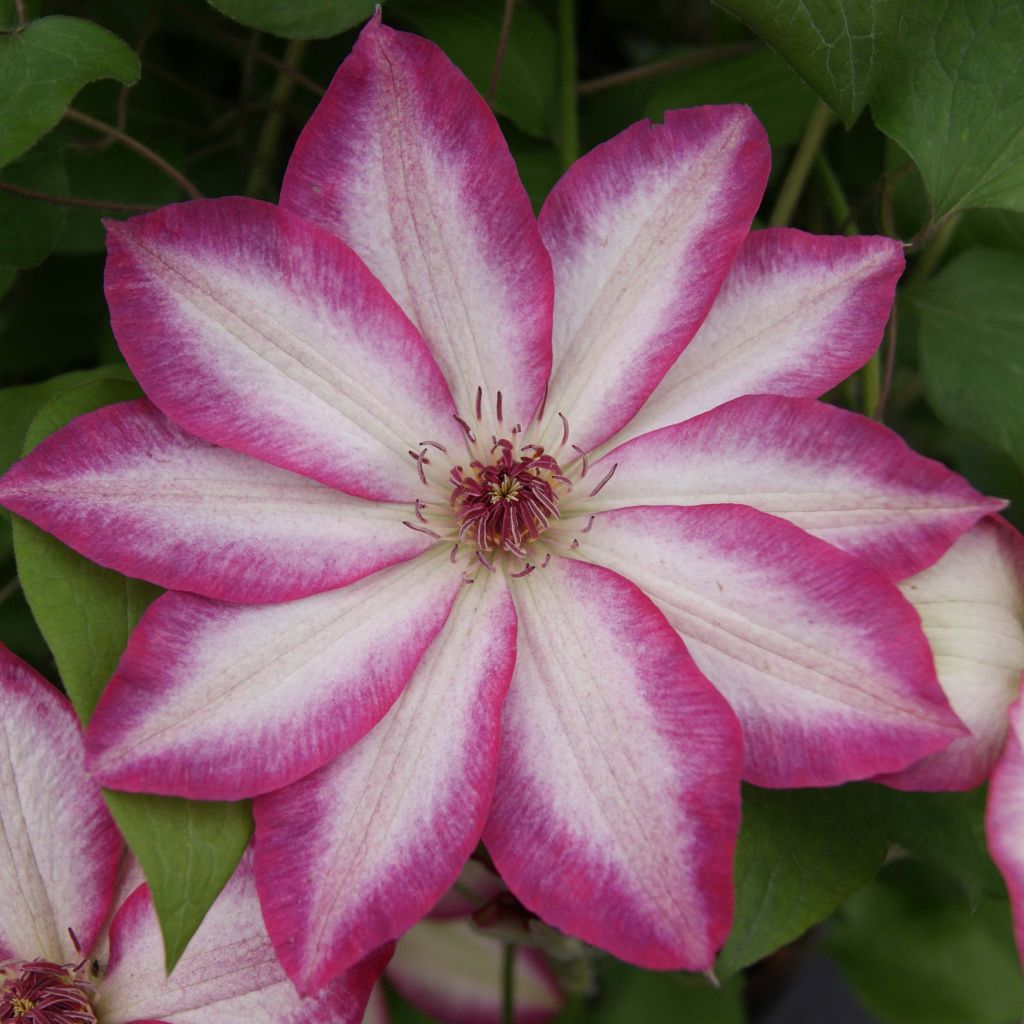 Clématite - Clematis Picotee