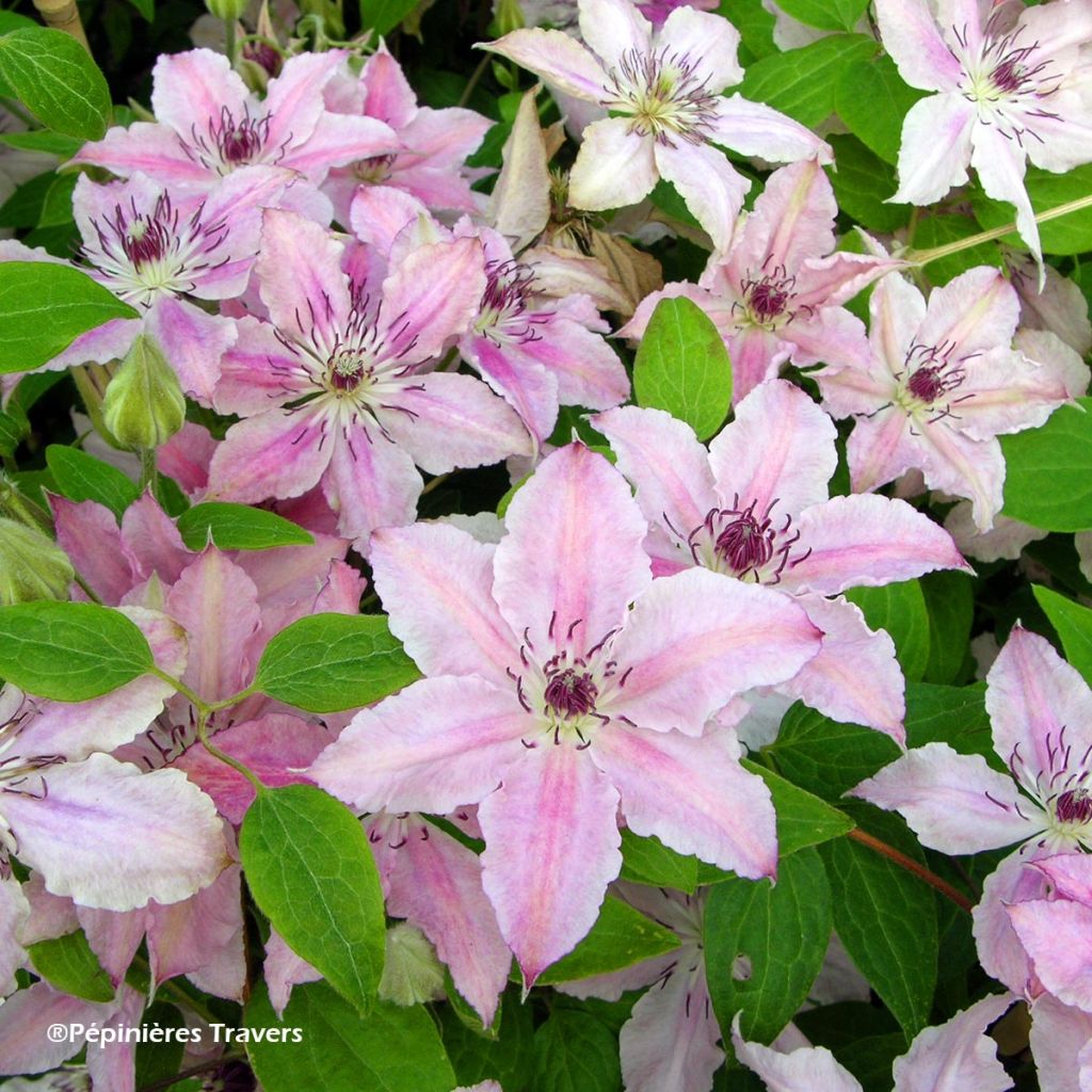 Waldrebe Pink Fantasy - Clematis