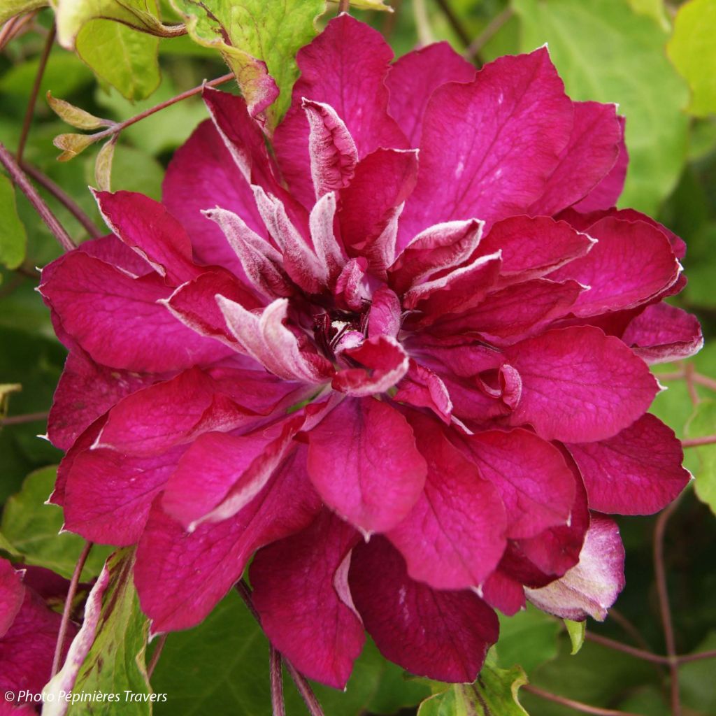 Waldrebe Red Passion - Clematis