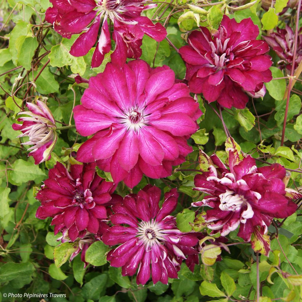 Waldrebe Red Passion - Clematis