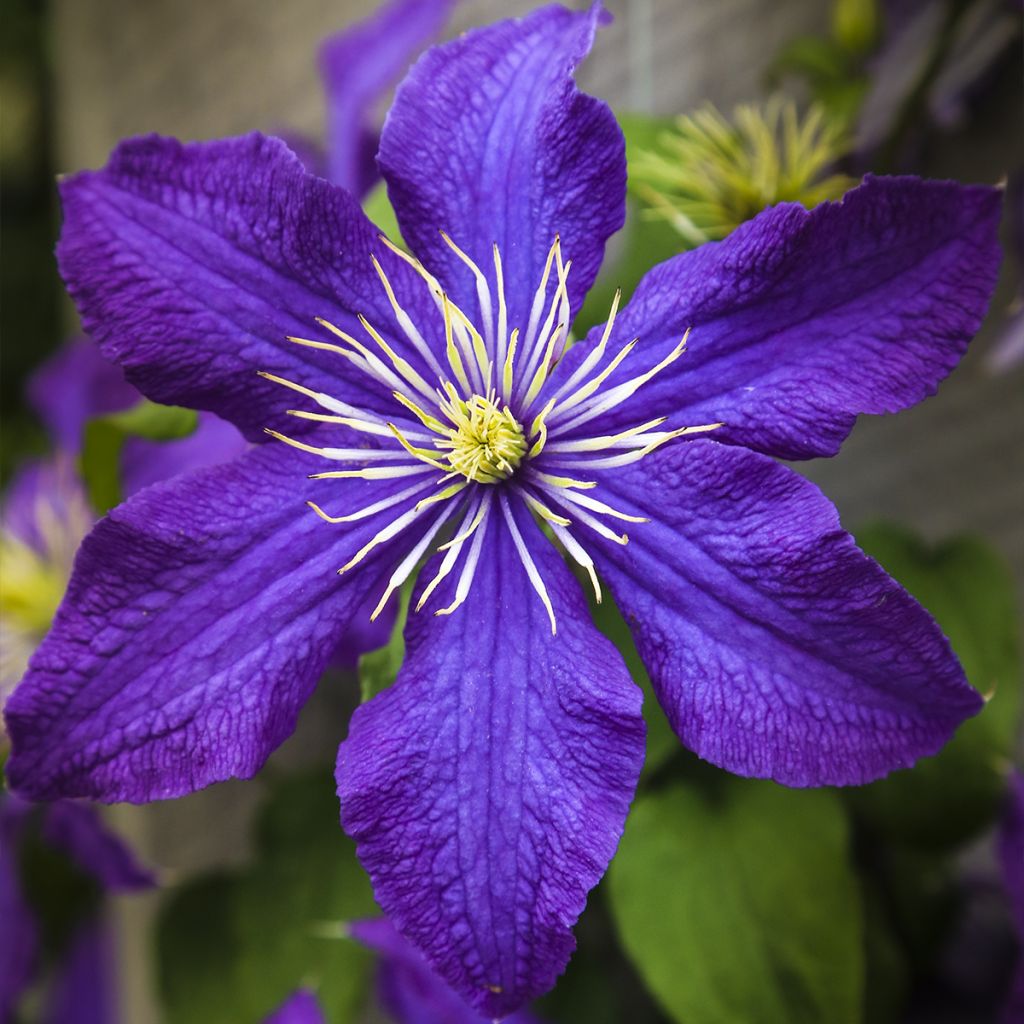 Waldrebe Rhapsody - Clematis