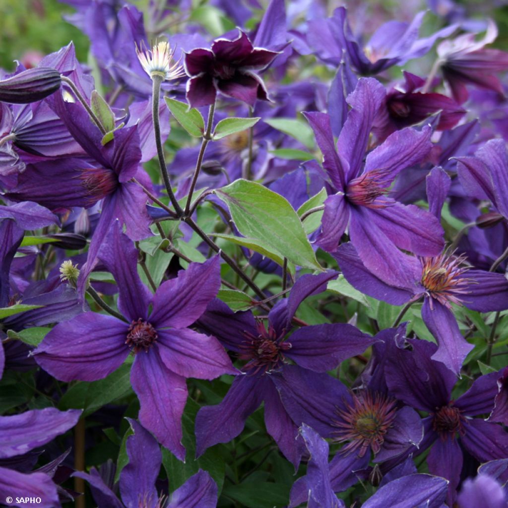 Clématite Saphyra Violetta