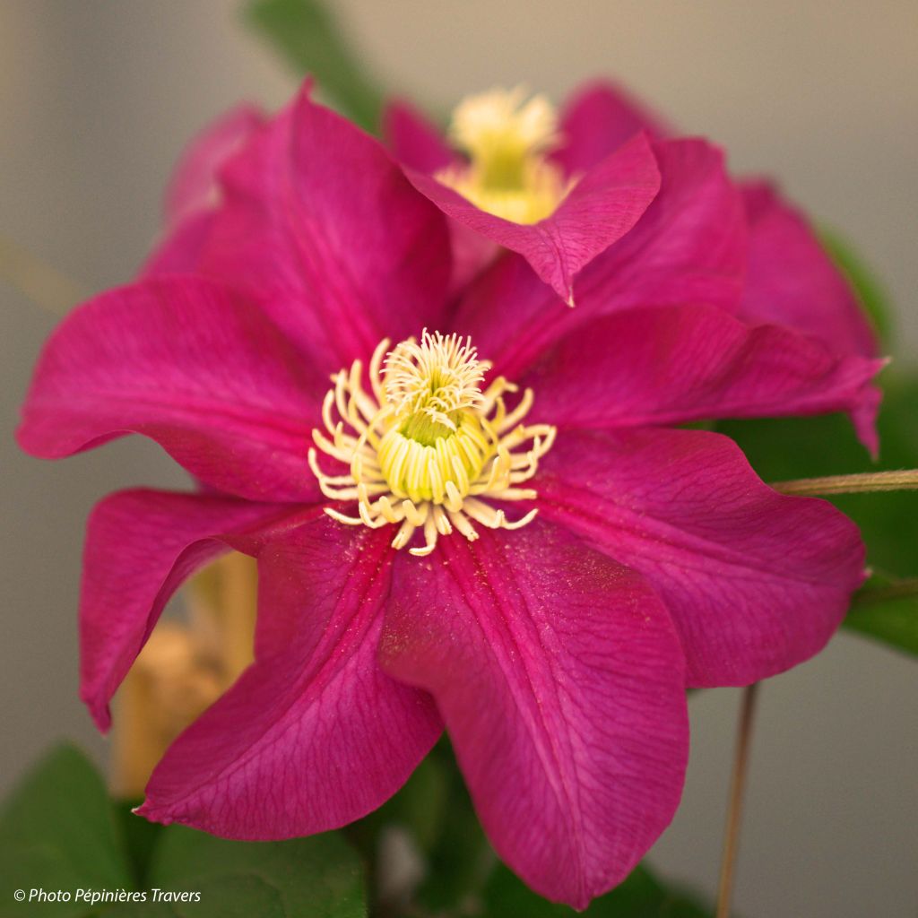 Waldrebe SUCCESS Magenta - Clematis