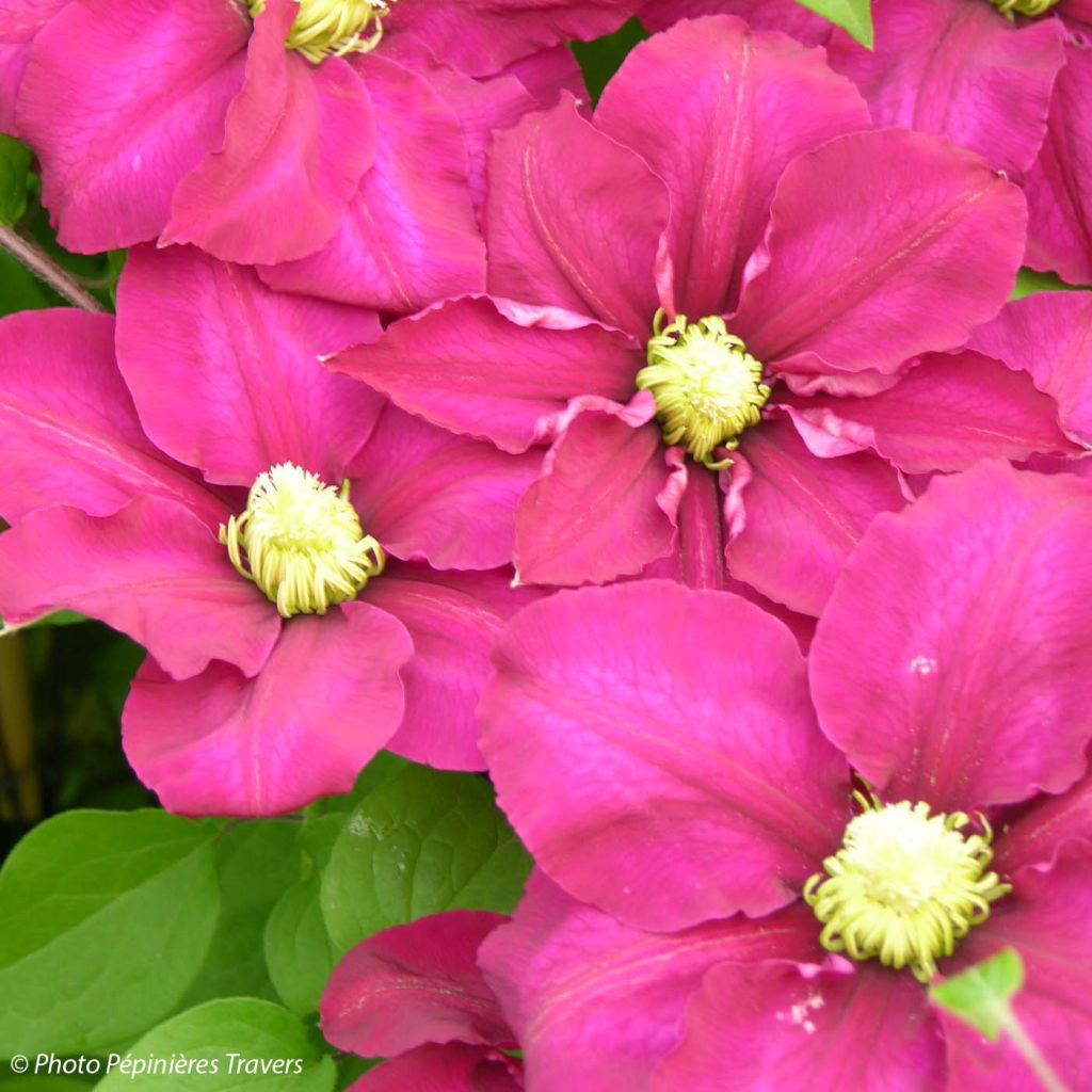 Clématite - Clematis SUCCESS Magenta