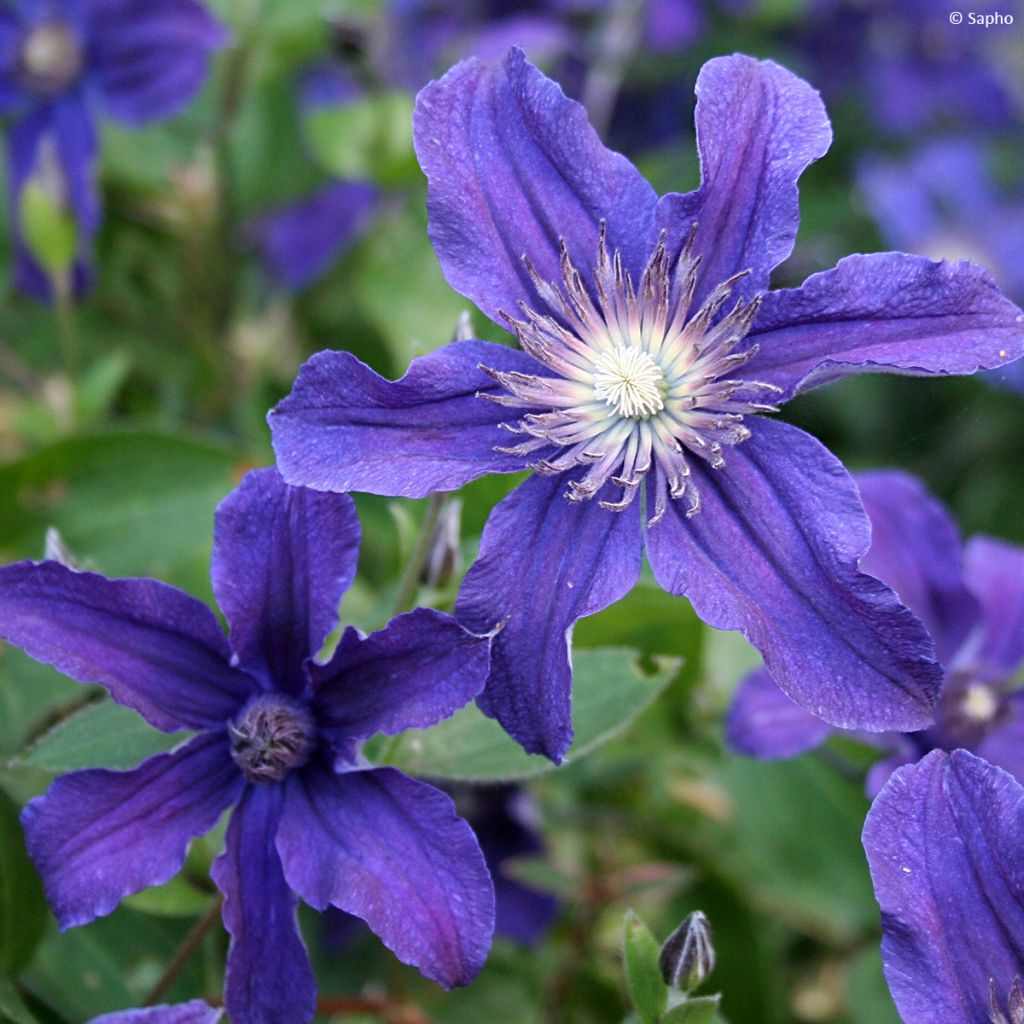 Waldrebe Saphyra - Clematis