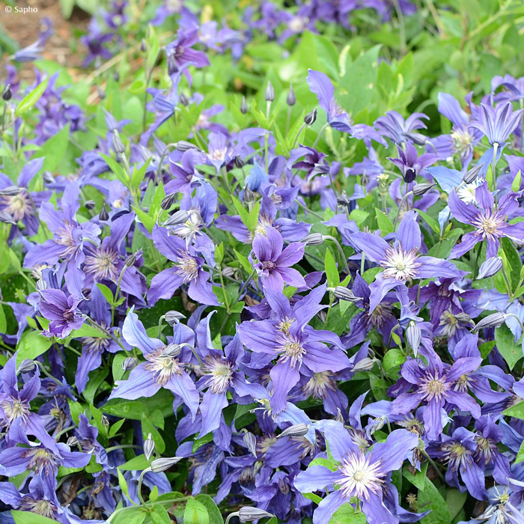 Waldrebe Saphyra - Clematis