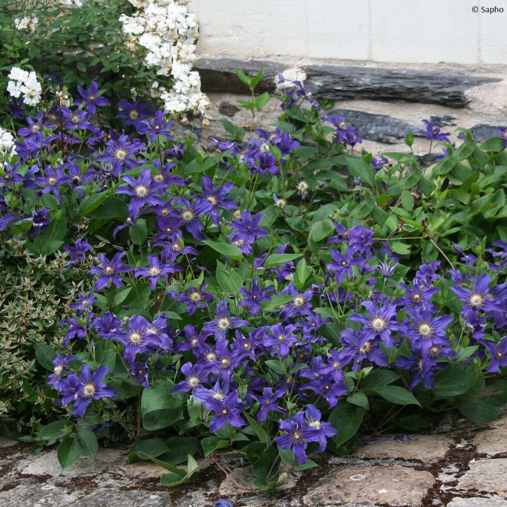 Waldrebe Saphyra - Clematis