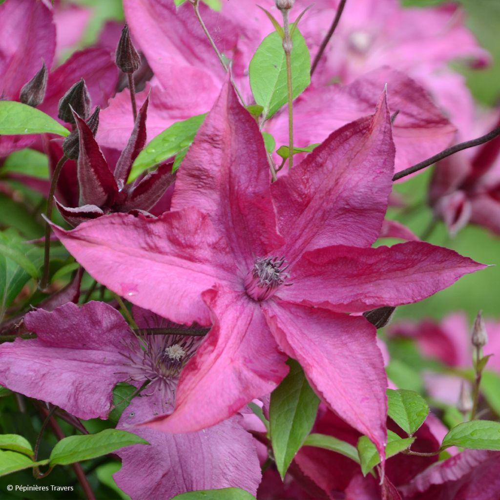 Waldrebe Saphyra Nancy - Clematis