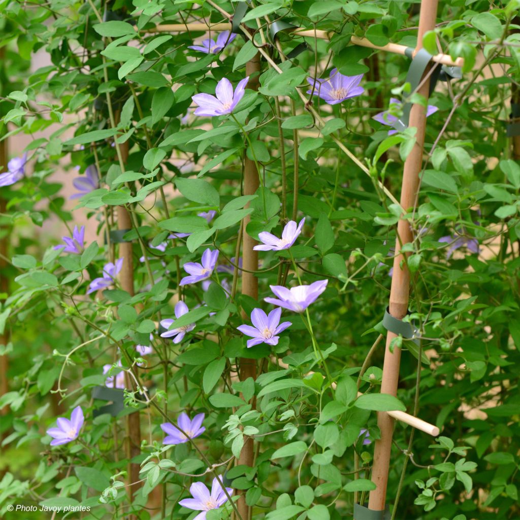 Clématite - Clematis Scented Clem