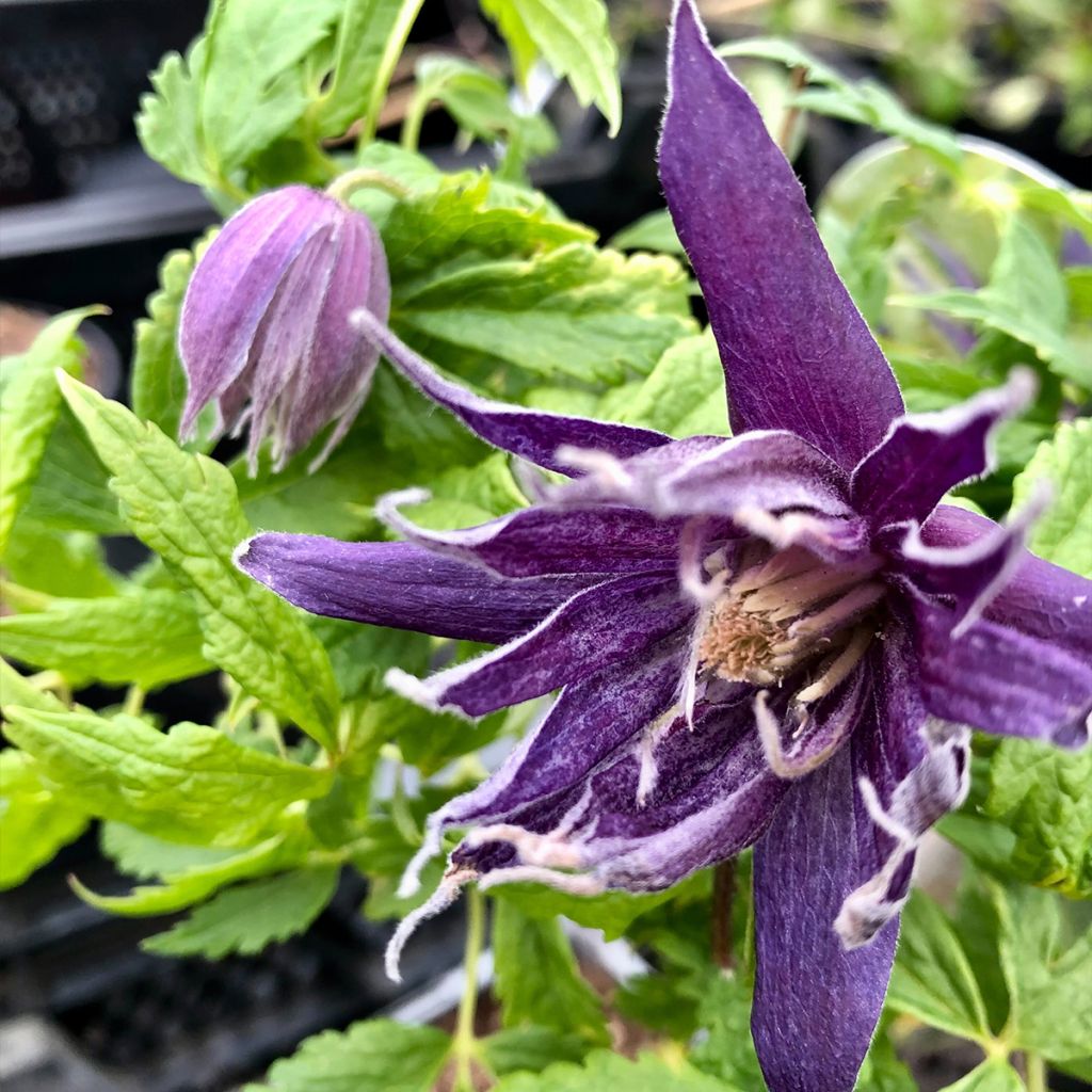 Waldrebe Spiky - Clematis